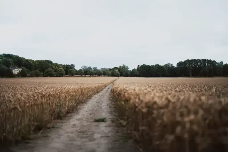 Centurion North Downs Way 100